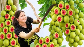 Download Lagu Harvesting Exotic Wild Fruits to sell, Traditional Cooking with village Taste - Mountain girl MP3 Download Lagu Harvesting Exotic Wild Fruits to sell, Traditional Cooking with village Taste - Mountain girl MP3