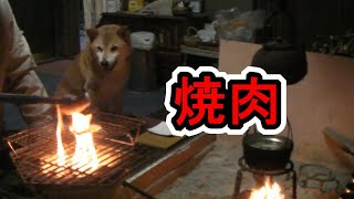 【柴犬ジロー】まぁ焼肉食って元気出せ!【Shiba Inu】