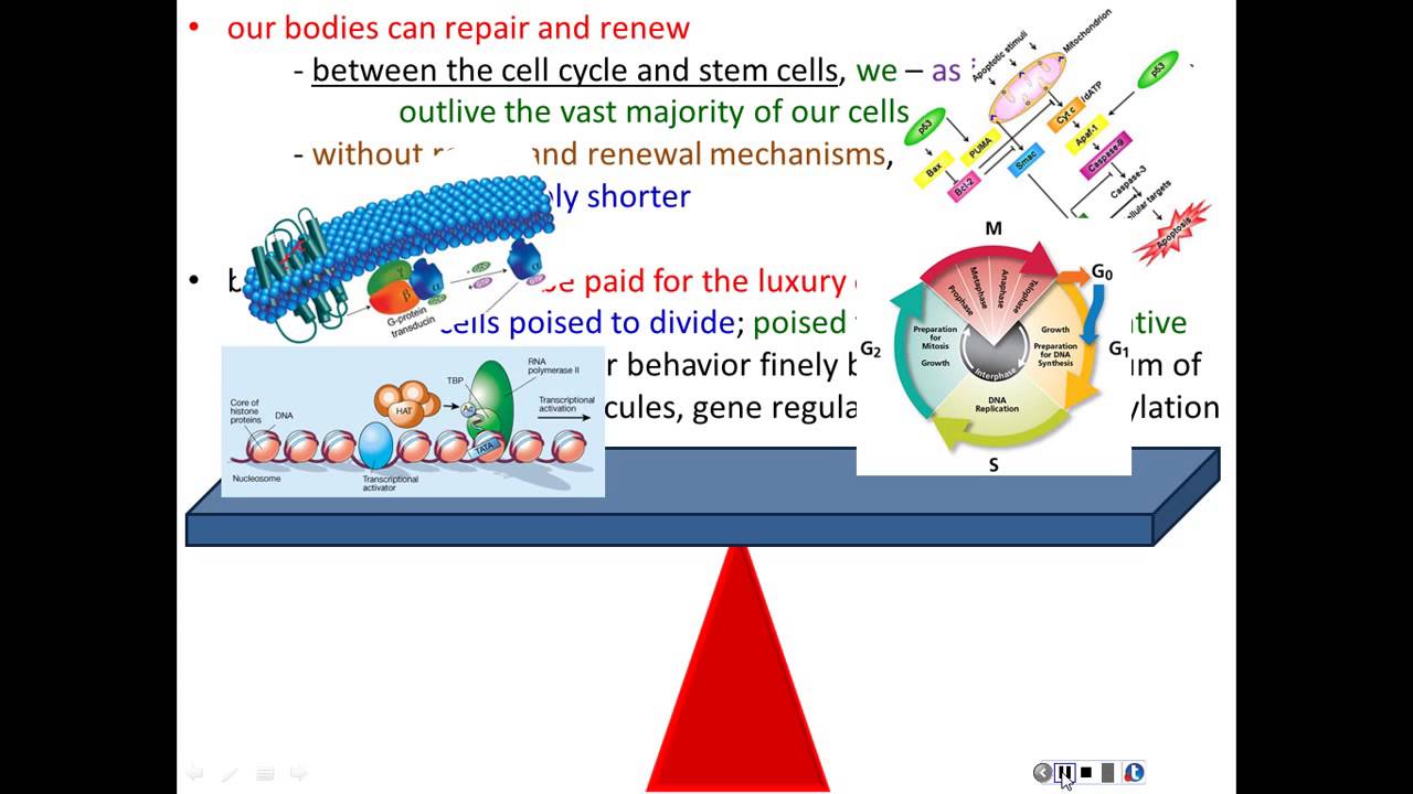 Lecture 20 - Cancer