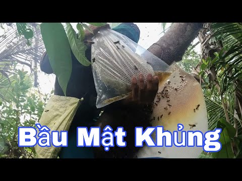 Video BẮT Tổ Ong Rừng Đóng Kèo Trên Cây Gòn, Có BẦU MẬT chám... - youtube