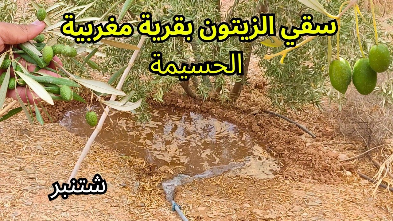 الحياة القروية في المغرب: سقي أشجار الزيتون بالقرية نواحي الحسيمة