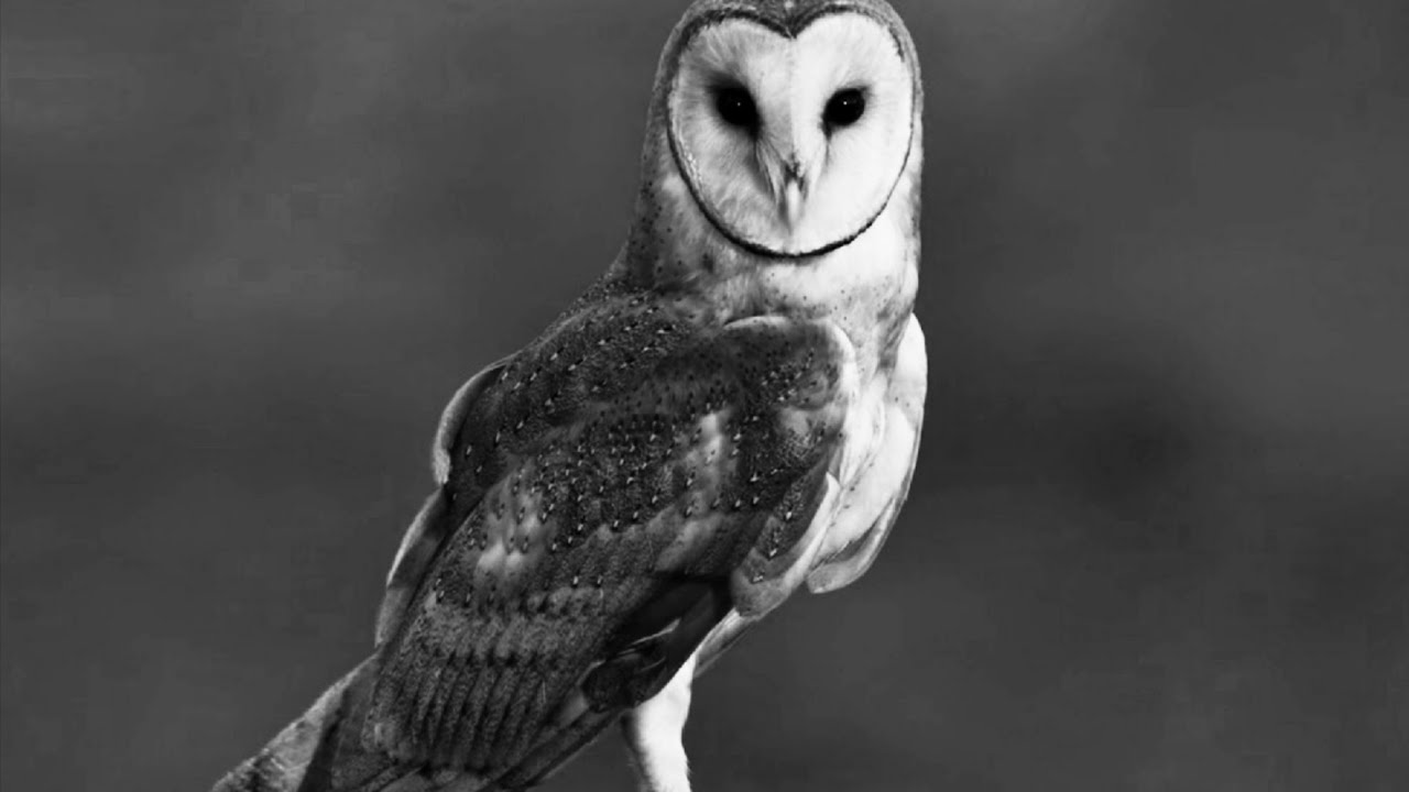 .. .-.. .-.. ... .... --- --- - -.-- --- ..- || Feather Family Creepypasta 