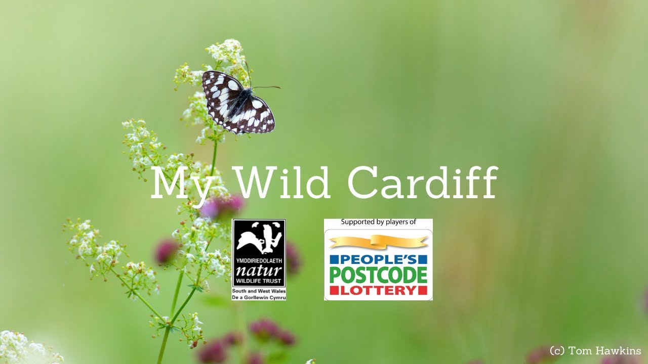My Wild Cardiff - Coed Y Bedw Nature Reserve Virtual Tour