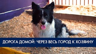 Потерявшийся пес нашел своего хозяина! Фонд Умка Потерявшийся пес нашел своего хозяина! Фонд Умка
