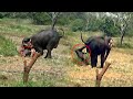 The innocent baby elephant who lost the love of the mother elephant | Unbelievable wildlife video