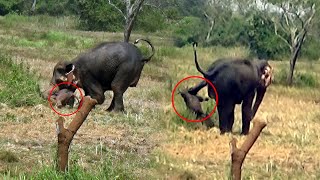 The innocent baby elephant who lost the love of the mother elephant | Unbelievable wildlife video