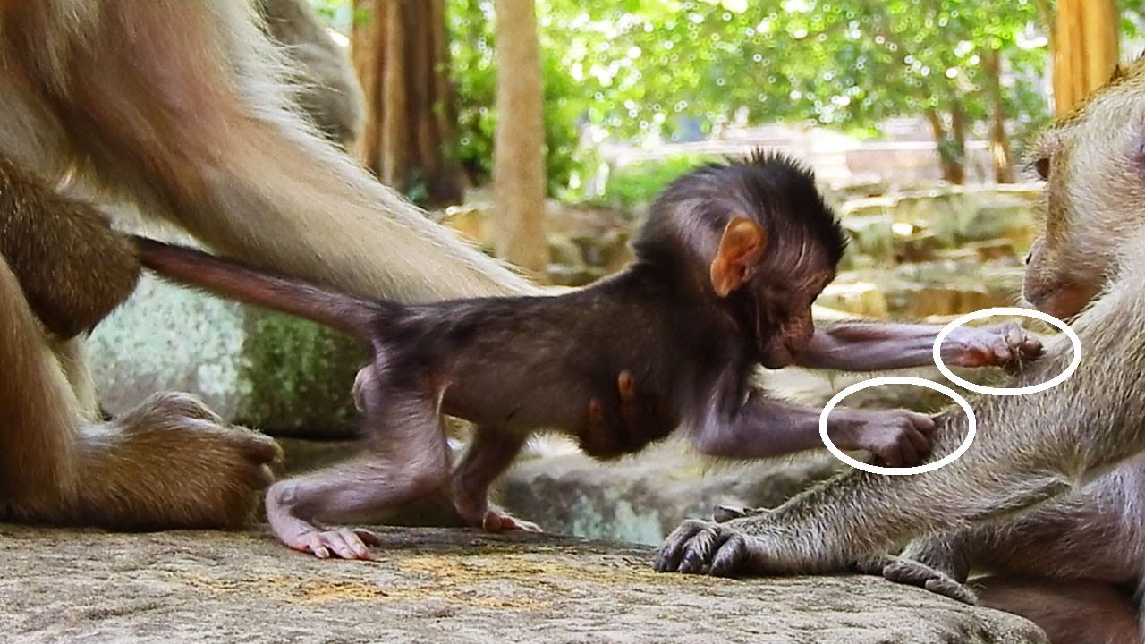 wishbone dog The End Breaking Heart Ashley No Baby Wish A Baby_Danila Deny Requesting Her