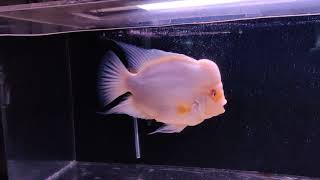 Hand feeding Midas cichlid 1080p HD hand feeding my fish killer