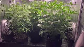 My Auto flowers!!! Using @KindLEDGrowLights & @LotusNutrients