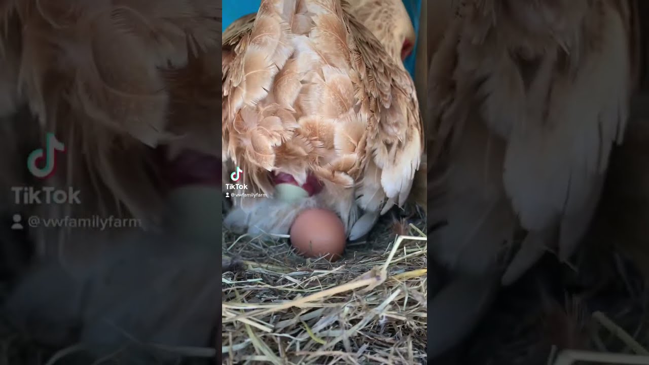 Actual Footage Of Chicken Laying Egg 