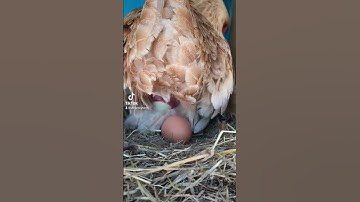 Thumbnail of Actual footage of chicken laying egg!!!