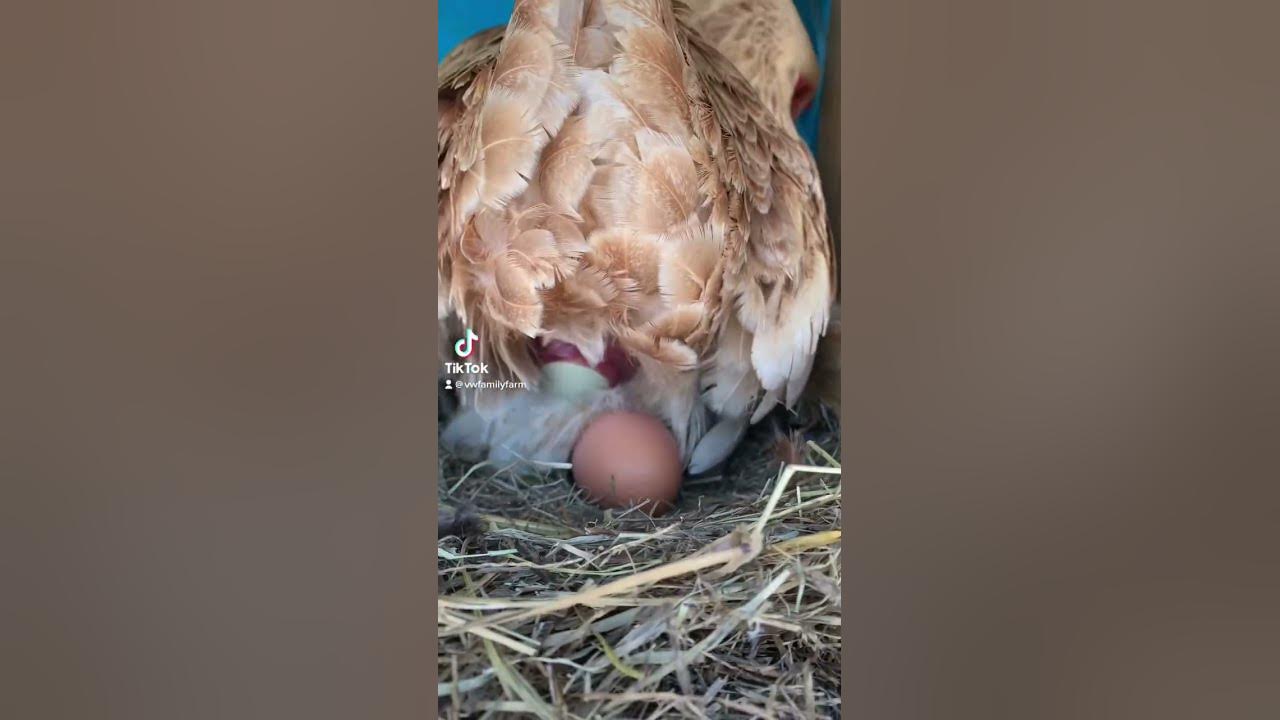 Actual footage of chicken laying egg!!!