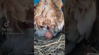 Actual footage of chicken laying egg!!!