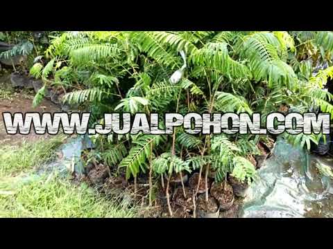 Jual Bibit Pohon Pete 1 Meteran Batang Kokoh Bisa Ditabulampot