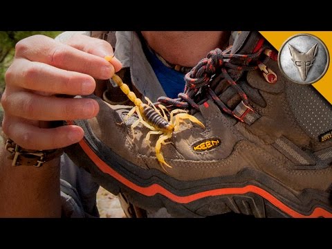 Scorpion Hiding in My Boot!