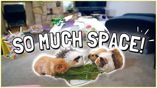 Free Roaming Guinea Pigs Explore Biggest Room Yet!