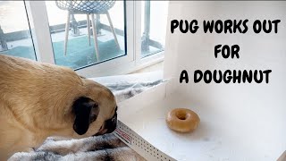 Pug Works Out for a Doughnut 🍩 by Thor the Toronto Pug 5,990 views 3 years ago 1 minute, 18 seconds