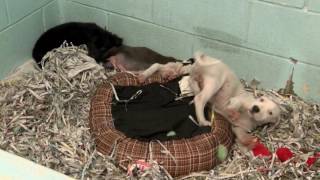 Harlingen Humane Society Is Experiencing Increase Pet Population