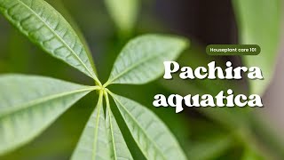 Pachira aquatica care tips for beginners | Houseplant care 101