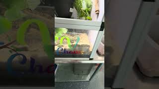 Why we are the best Panther Chameleon  breeders !!