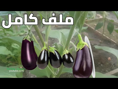 فيديو: زراعة الباذنجان في المنزل