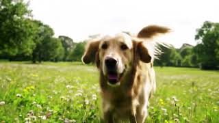 When Your Dog's Emotions Change in a Split Second