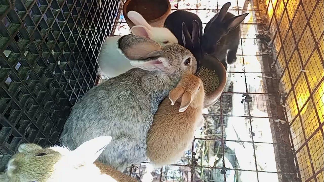 Why Rabbits are Separated from the Cage? YouTube