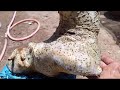 (Đx))15M443 gl dúi 200k LH 0707713796 Khương bonsai 