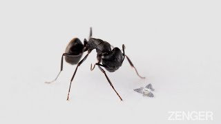 New 'Microflier' Is A Winged Microchip The Size Of A Grain Of Sand