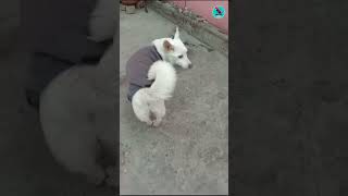 क्या ? हुआ इसे ?  Dog Leg Limping shorts youtubeshorts shortvideo shortvideos shortfeed short