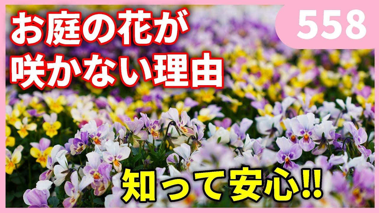 花＊花となっております Know and understand!] Why flowers in your garden aren't blooming