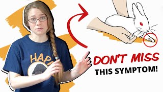 Snuffles in rabbits: Symptoms of the Rabbit Cold Do Rabbits Get Cold