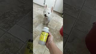 will this help his paws? #seniordog #lgbtqvlogs #zentemple #lgbtqcommunity #lgbtqia