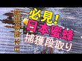 #11 保存版！ 目指せ100％捕獲 日本蜜蜂を捕獲するための段取り 巣箱へ蜜蝋と誘引液の塗布  巣箱の組み立て編