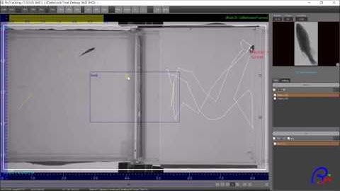 Zebrafish 3D locomotion tracking