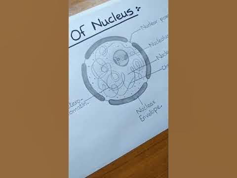 How to Draw Nucleus l Labelled Diagram l ES art & craft - YouTube