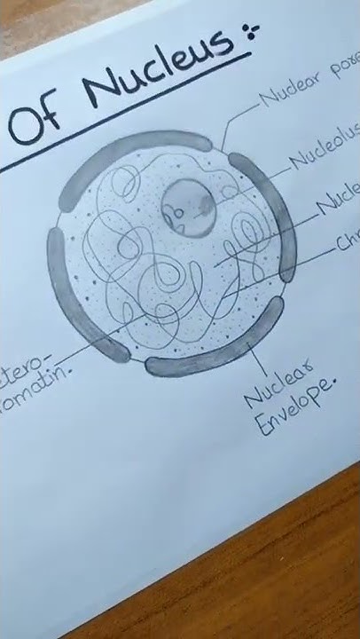 How to Draw Nucleus l Labelled Diagram l ES art & craft - YouTube
