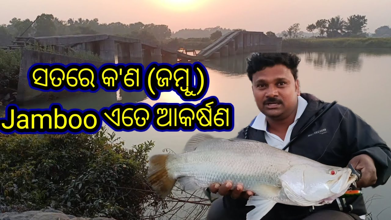 ସତରେ କ'ଣ ( ଜମ୍ବୁ) Jamboo ଏତେ ଆକର୍ଷଣ How to catch Barramundi Tips and tricks for beginners#trending 