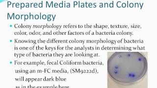 Prepared Media Plates and Colony Counting