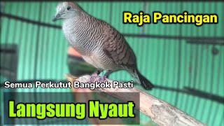 suara burung Perkutut Bangkok merdu - Mengundang Lawan BUNYI || RAJANYA PANCINGAN