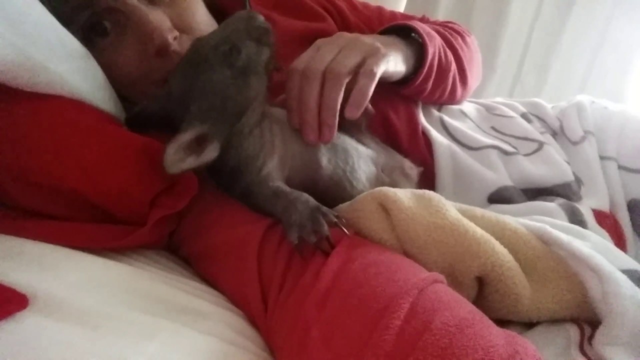 Wombat snuggle time