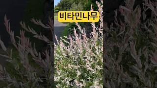 #비타민나무 ~손미영알토색소폰ㆍ플루트연주