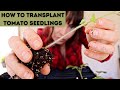 How to Transplant Tomato Seedlings