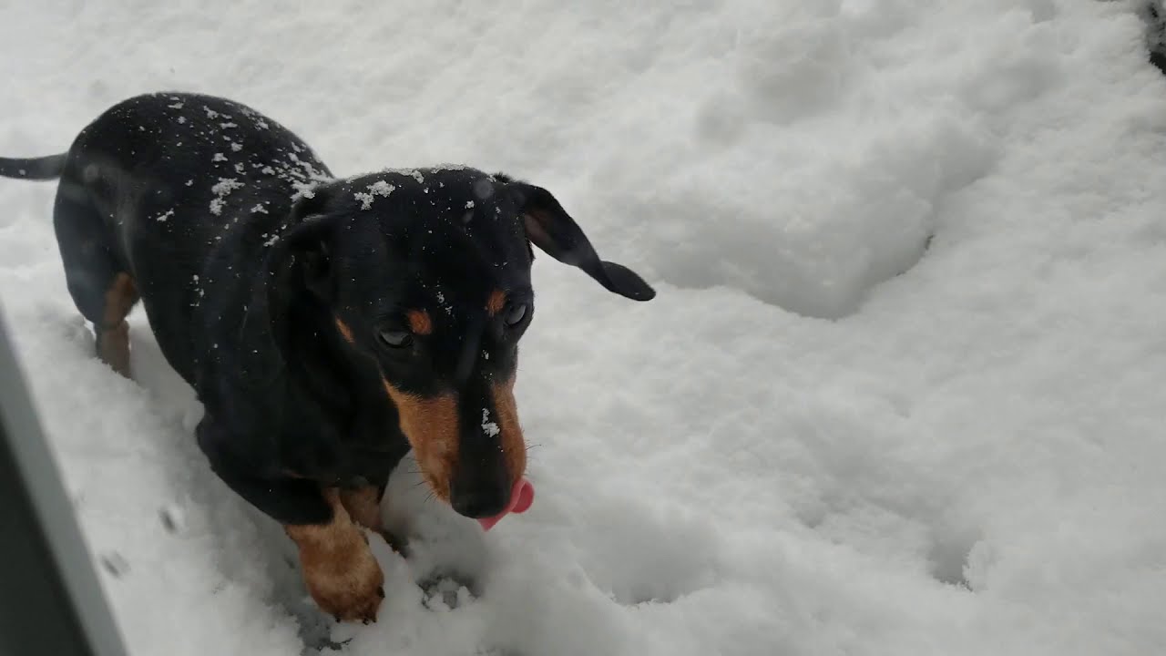 A Mini Dachshund in the Snow - Part 1 VIEWS FROZEN ! - YouTube