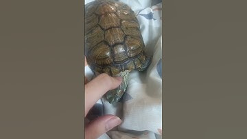 Thumbnail of Turtle's Mystic Metamorphosis とうしょかいむほちい#edm #music