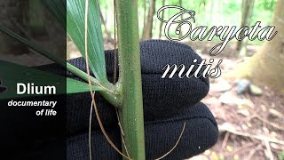 Genduru Caryota Mitis - Part 2