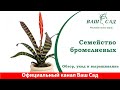 Семейство бромелиевых - совсем не сложные в уходе растения. Ваш Сад