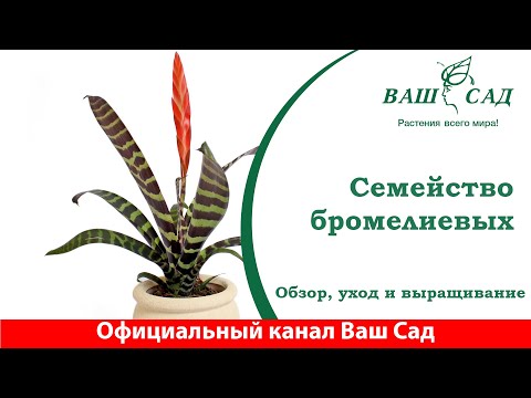 Семейство бромелиевых - совсем не сложные в уходе растения. Ваш Сад