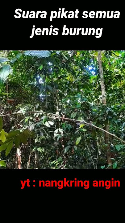 Suara pikat semua jenis burung, biasa dipakai untuk memikat #burung #pikatburung