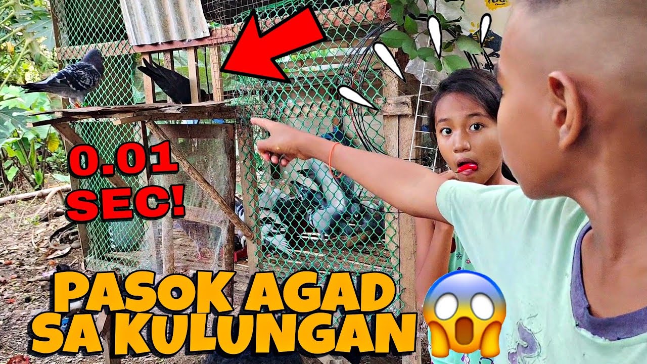 SOBRANG BILIS NG KALAPATI NG BATANG FANCIER NATO!! (0.01 Sec) PASOK AGAD SA KULUNGAN 😱😱